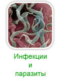 Симптомы и лечение инфекционных и паразитарных заболеваний народными средствами