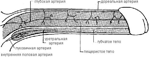 Кровоснабжение пениса