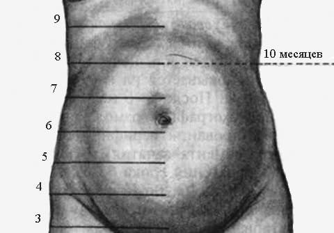 Живот при беременности