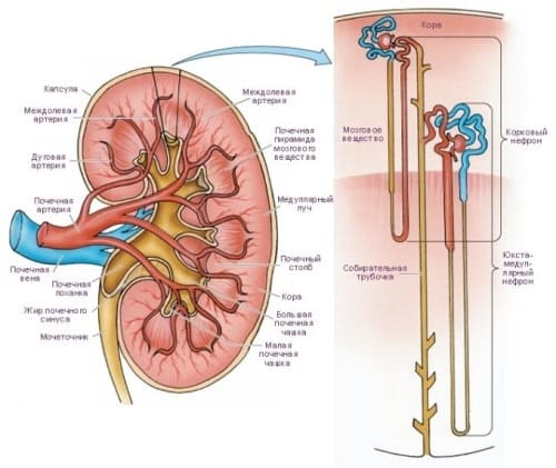Белок в моче (протеинурия) Белок в моче (протеинурия)