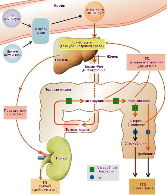 Повышенный билирубин в крови