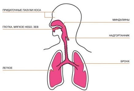 Схема дыхательной системы