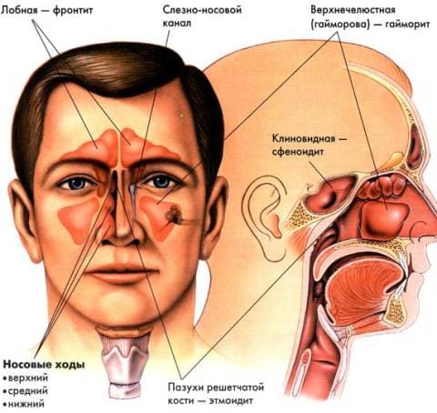Пазухи носа