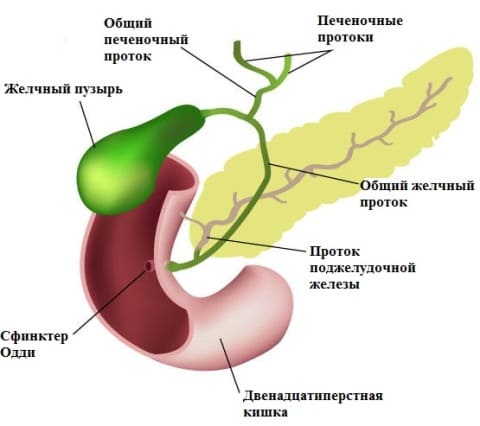 Дискинезия желчевыводящих путей