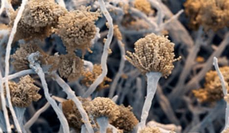 Аспергиллез