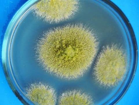 Аспергиллез