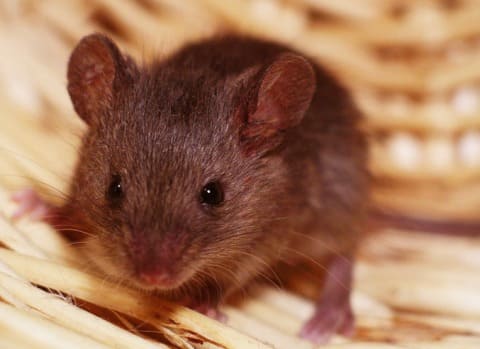 Рыжая полевка - переноссчик ГЛПС