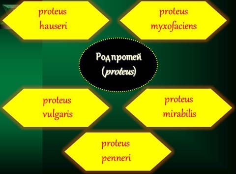Виды протея