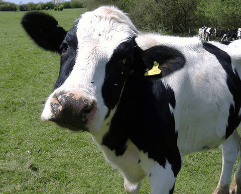 Тениаринхоз (бычий цепень)