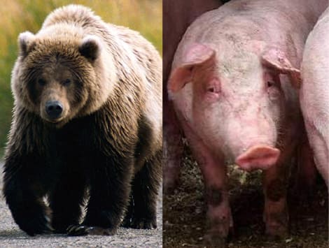 Трихинеллез, источники заражения