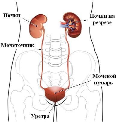 Анатомия мочевыделительной системы