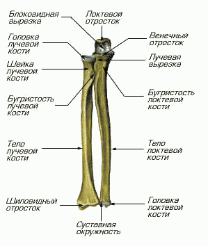 фото перелом предплечья
