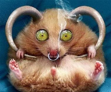 Галлюцинации Галлюцинации