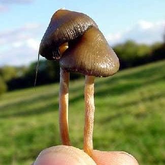 Галлюцинации Галлюцинации