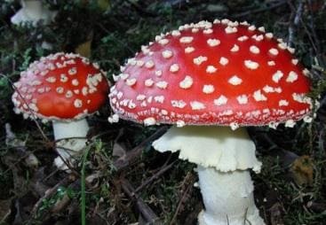 Галлюцинации Галлюцинации