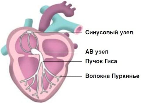 Аритмия сердца