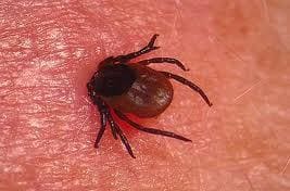 Иксодовый клещ и присосавшийся иксодовый клещ Иксодовый клещ и присосавшийся иксодовый клещ