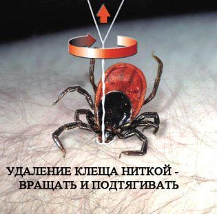 Как вытаскивать присосавшегося клеща Как вытаскивать присосавшегося клеща