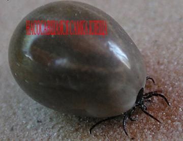 Насосавшийся клещ Насосавшийся клещ