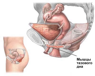 Мышцы тазового дна