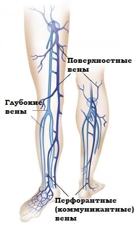 Глубокие и поверхностные вены