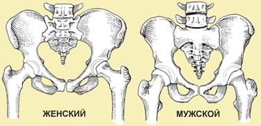 Тазовые кости