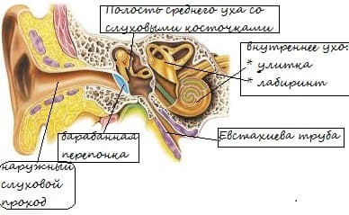 Строение уха