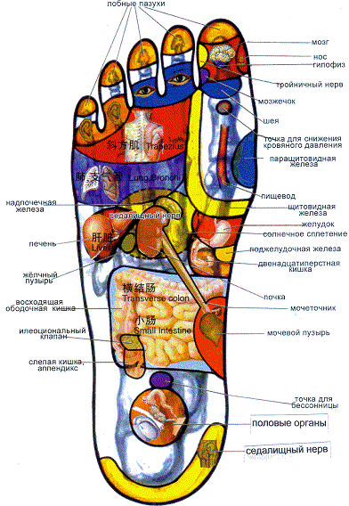 Акупунктурные точки на стопе правой ноги Акупунктурные точки на стопе правой ноги