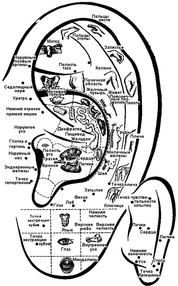 Акупунктурные точки на ухе Акупунктурные точки на ухе