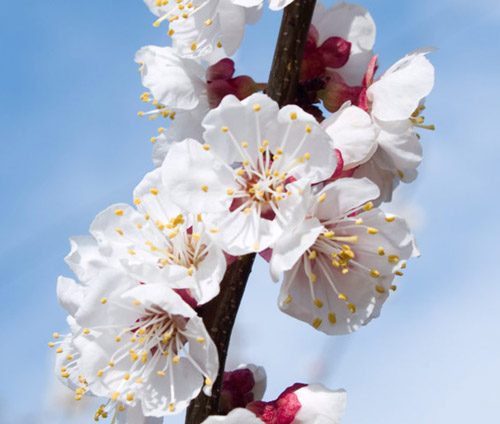 Цветки абрикоса Цветки абрикоса