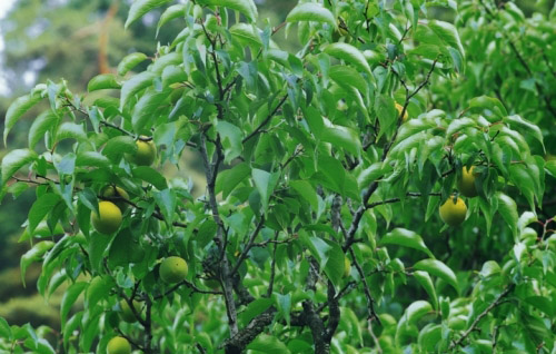 Листья абрикоса Листья абрикоса