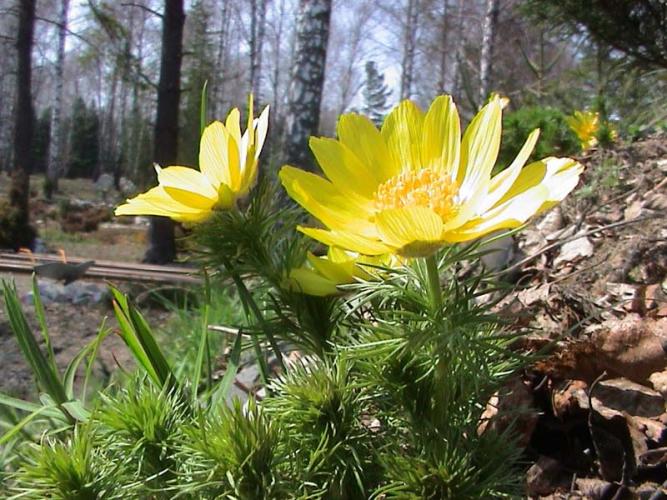 Адонис весенний Адонис весенний