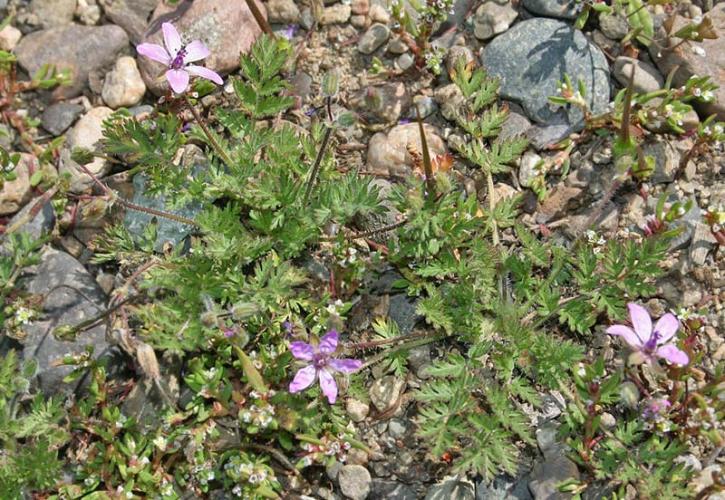 Аистник цикутовый Аистник цикутовый