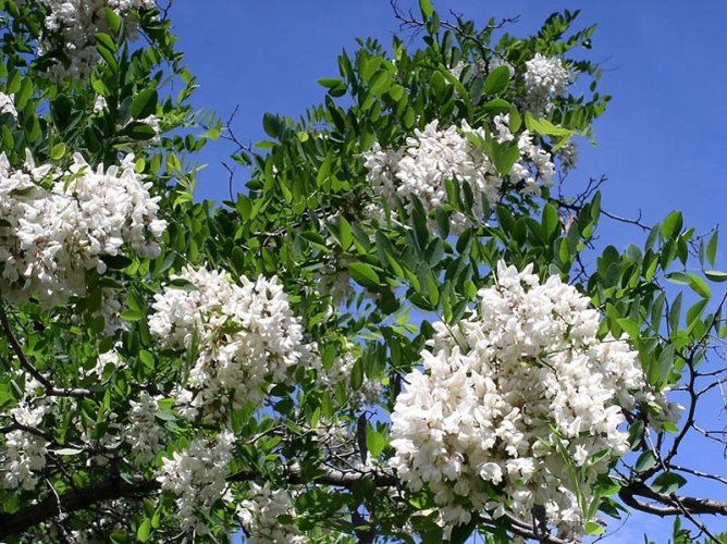 Акация белая