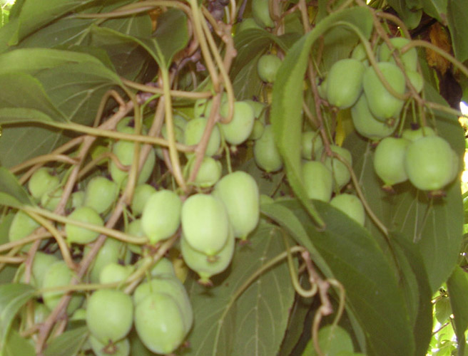 Актинидия Актинидия