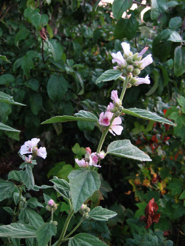 как выглядит алтей лекарственный