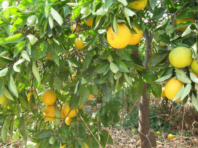 Дерево на котором растут апельсины Дерево на котором растут апельсины