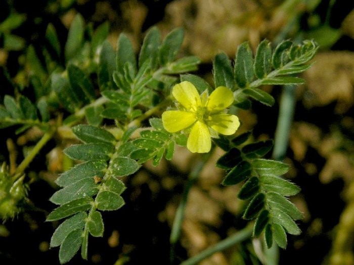 Якорцы стелющиеся