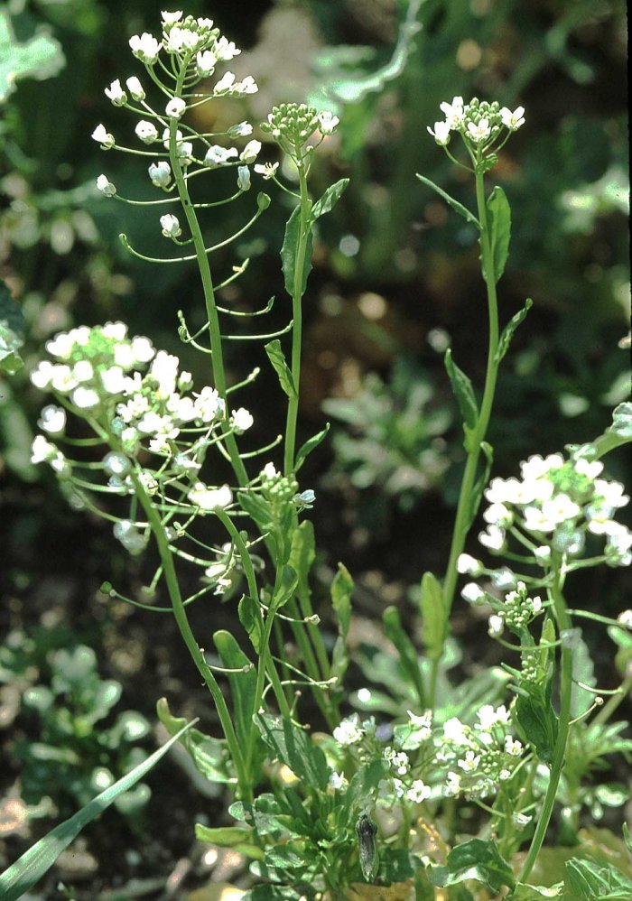 Ярутка полевая