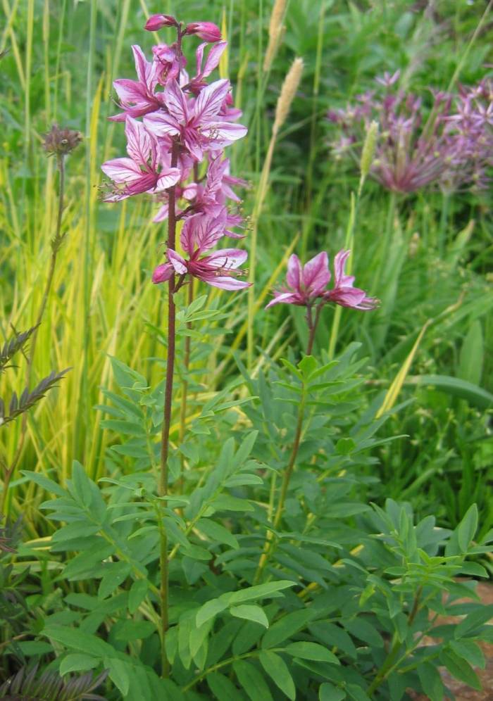 Ясенец белый Ясенец белый