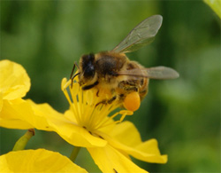 Апитерапия