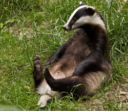 Барсучий жир