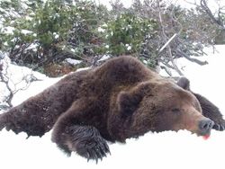 Медвежий жир