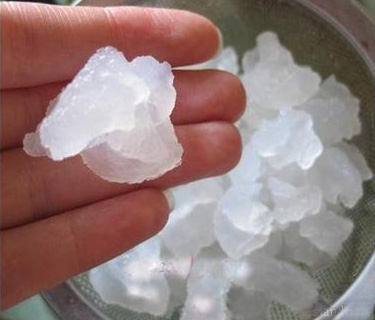 Индийский морской рис Индийский морской рис