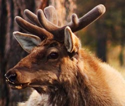 Панты марала