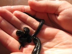 Гирудотерапия или лечение пиявками