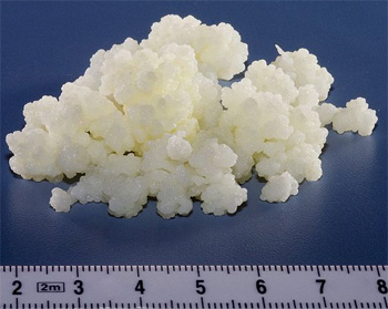 Тибетский молочный (кефирный) гриб индийских иогов Тибетский молочный (кефирный) гриб индийских иогов