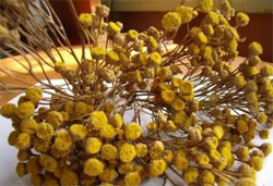 Очищение организма от токсинов и паразитов: тройчатка Иванченко