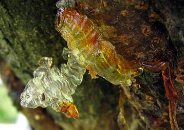 Живица кедровая и пихтовая