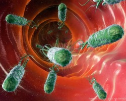 Бактерии в кишечнике